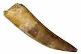 Fossil Plesiosaur (Zarafasaura) Tooth - Morocco #186201-1